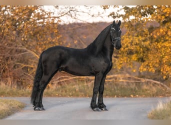 Friesian horses, Gelding, 3 years, 15,2 hh, Black