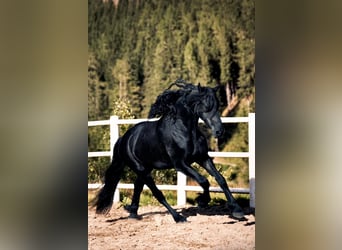 Friesian horses, Gelding, 3 years, 15,3 hh, Black