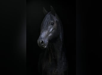 Friesian horses, Gelding, 3 years, 15,3 hh, Black