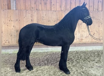 Friesian horses, Gelding, 3 years, 16,1 hh, Black