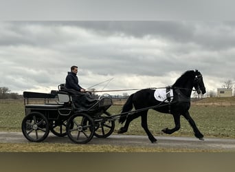 Friesian horses, Gelding, 3 years, 16,1 hh, Black