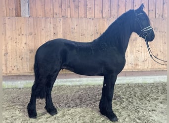 Friesian horses, Gelding, 3 years, 16,1 hh, Black