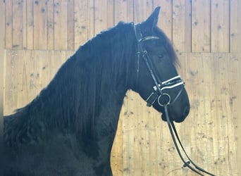 Friesian horses, Gelding, 3 years, 16,1 hh, Black