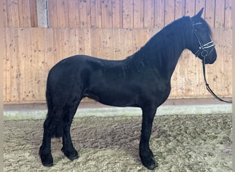 Friesian horses, Gelding, 3 years, 16,1 hh, Black