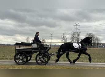 Friesian horses, Gelding, 3 years, 16,1 hh, Black