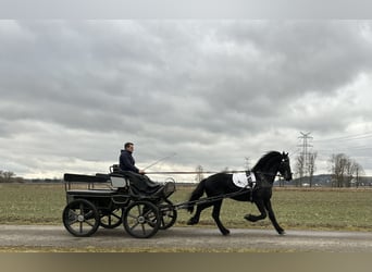 Friesian horses, Gelding, 3 years, 16,1 hh, Black