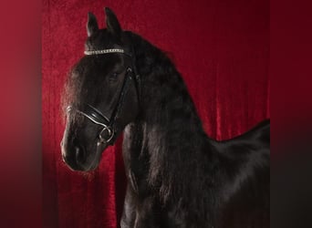 Friesian horses, Gelding, 3 years, 16.1 hh, Black
