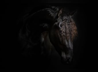 Friesian horses, Gelding, 3 years, 16.1 hh, Black