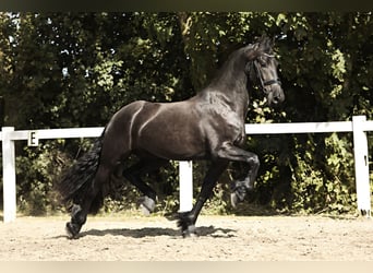 Friesian horses, Gelding, 3 years, 16,1 hh, Black