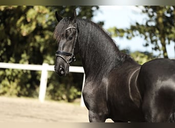 Friesian horses, Gelding, 3 years, 16,1 hh, Black