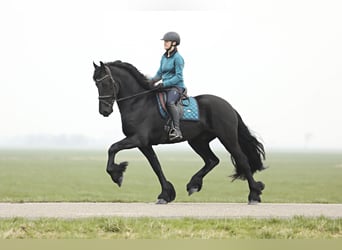 Friesian horses, Gelding, 3 years, 16,1 hh, Black