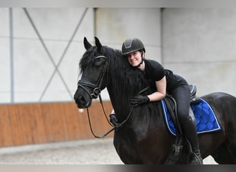 Friesian horses, Gelding, 3 years, 16.1 hh, Black
