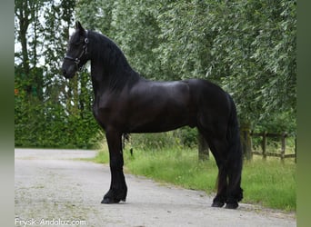 Friesian horses, Gelding, 3 years, 16.1 hh, Black