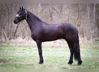 Friesian horses, Gelding, 3 years, 16.1 hh, Black