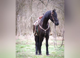 Friesian horses, Gelding, 3 years, 16.1 hh, Black