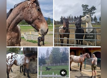 Friesian horses Mix, Gelding, 3 years, 16,2 hh, Leopard-Piebald