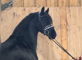 Friesian horses, Gelding, 3 years, 16 hh, Black