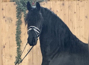 Friesian horses, Gelding, 3 years, 16 hh, Black