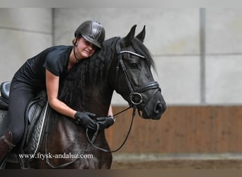 Friesian horses, Gelding, 3 years, 16 hh, Black