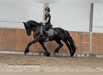 Friesian horses, Gelding, 3 years, 16 hh, Black