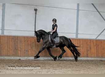Friesian horses, Gelding, 3 years, 16 hh, Black