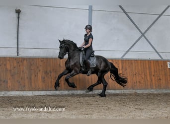 Friesian horses, Gelding, 3 years, 16 hh, Black