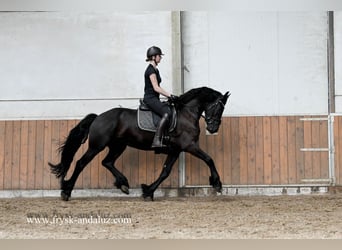 Friesian horses, Gelding, 3 years, 16 hh, Black