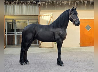Friesian horses, Gelding, 3 years, 16 hh, Black
