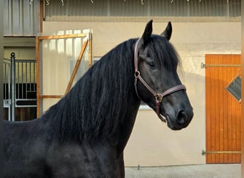 Friesian horses, Gelding, 3 years, 16 hh, Black