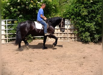 Friesian horses Mix, Gelding, 3 years, 16 hh, Black