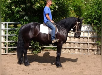 Friesian horses Mix, Gelding, 3 years, 16 hh, Black