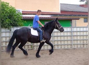 Friesian horses Mix, Gelding, 3 years, 16 hh, Black