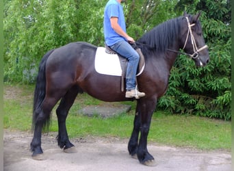 Friesian horses Mix, Gelding, 3 years, 16 hh, Black