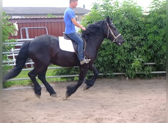 Friesian horses Mix, Gelding, 3 years, 16 hh, Black