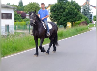 Friesian horses Mix, Gelding, 3 years, 16 hh, Black