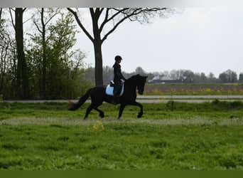 Friesian horses, Gelding, 3 years, 16 hh