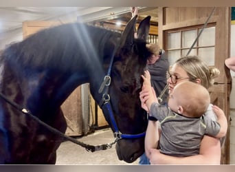 Friesian horses, Gelding, 3 years, 16,2 hh, Black