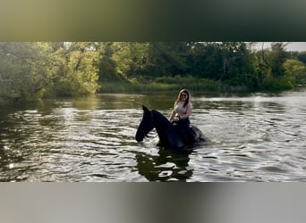 Friesian horses, Gelding, 3 years, 16,2 hh, Black