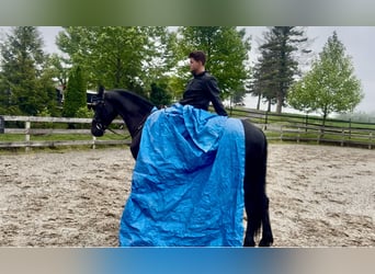 Friesian horses, Gelding, 3 years, 16,2 hh, Black
