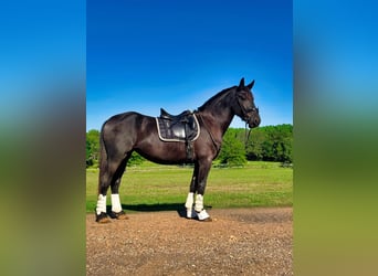 Friesian horses, Gelding, 3 years, Black