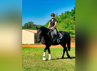 Friesian horses, Gelding, 3 years, Black