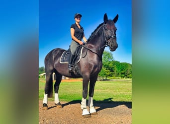 Friesian horses, Gelding, 3 years, Black