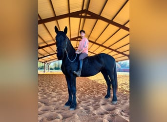 Friesian horses, Gelding, 3 years, Black