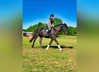 Friesian horses, Gelding, 3 years, Black