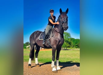 Friesian horses, Gelding, 3 years, Black