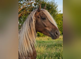 Friesian horses, Gelding, 3 years, Champagne
