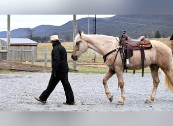 Friesian horses Mix, Gelding, 3 years, Palomino