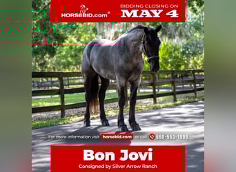 Friesian horses Mix, Gelding, 3 years, Roan-Blue