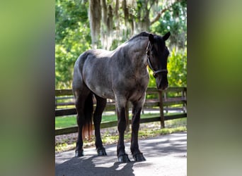 Friesian horses Mix, Gelding, 3 years, Roan-Blue