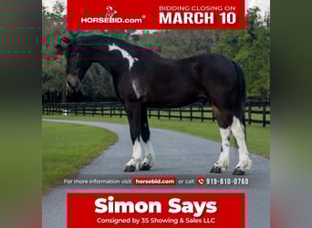 Friesian horses Mix, Gelding, 4 years, 13.3 hh
